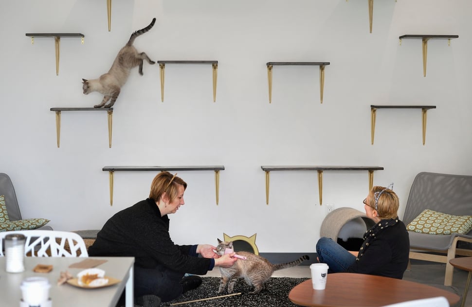 Salt Lake  s first cat  cafe  opens this weekend The Salt 