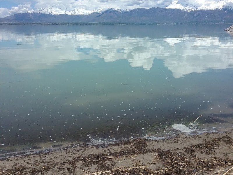 First harmful algal bloom of the summer appears at Utah Lake The Salt