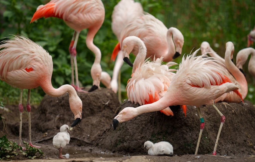 real baby flamingos