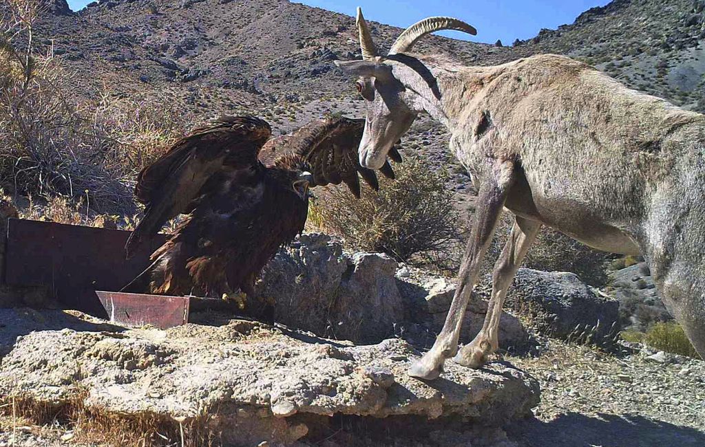 Nevada Wildlife, Wildlife Refuges in Nevada