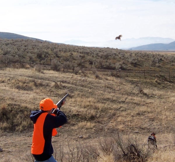 Utah releasing 10,000 pheasants across state as part of monthlong hunt