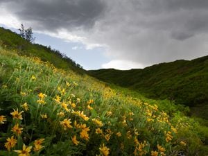 (Photo courtesy of Anthony L. Solis) | Bright yellow balsamroot flowers speckle the foothills around which winds the Wild Rose Loop Trail in North Salt Lake City on Wednesday, May 19, 2021.