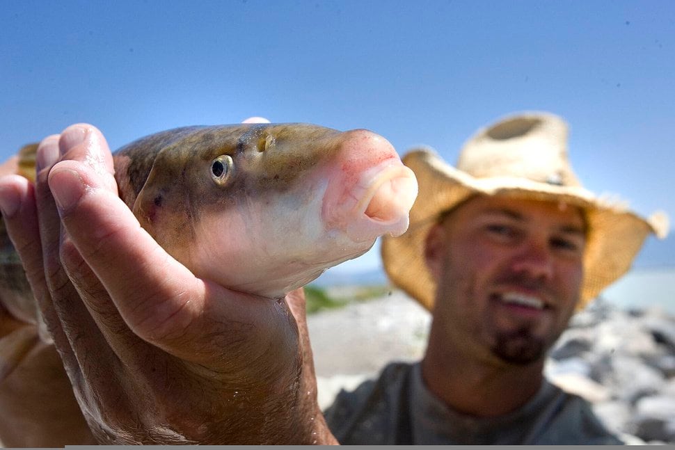 In this June 20, 2012, photo Chad Landress, a biologist with the Utah Division of Wildlife Resources, holds a June sucker in Utah. (Paul Fraughton/The Salt Lake Tribune via AP)