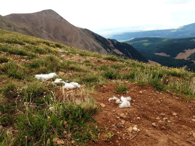 Identifying Vulnerable Mountain Goat Populations (U.S. National Park  Service)