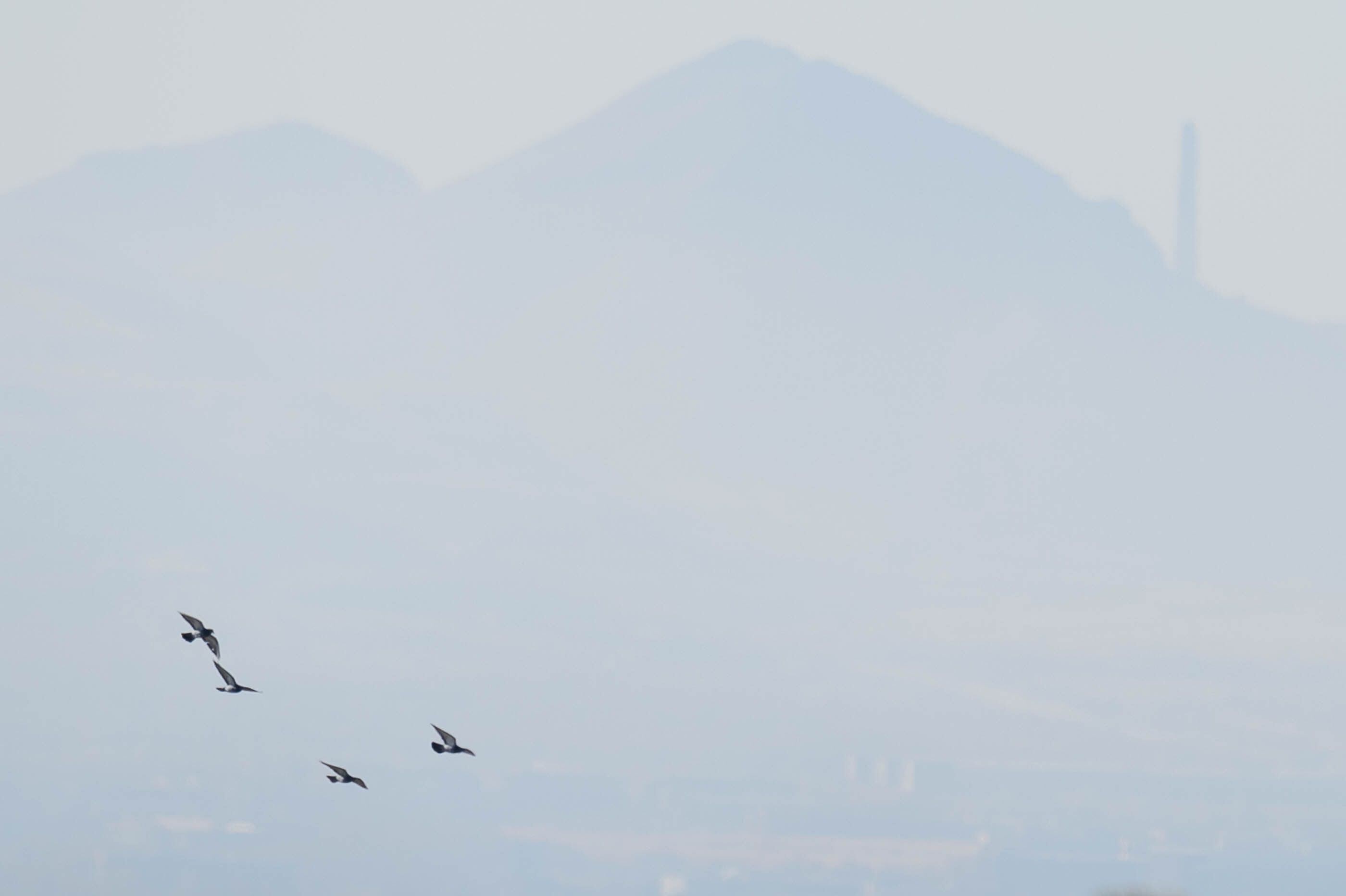 (Trent Nelson | The Salt Lake Tribune) Birds fly over a hazy Salt Lake Valley on Monday, Nov. 4, 2019.