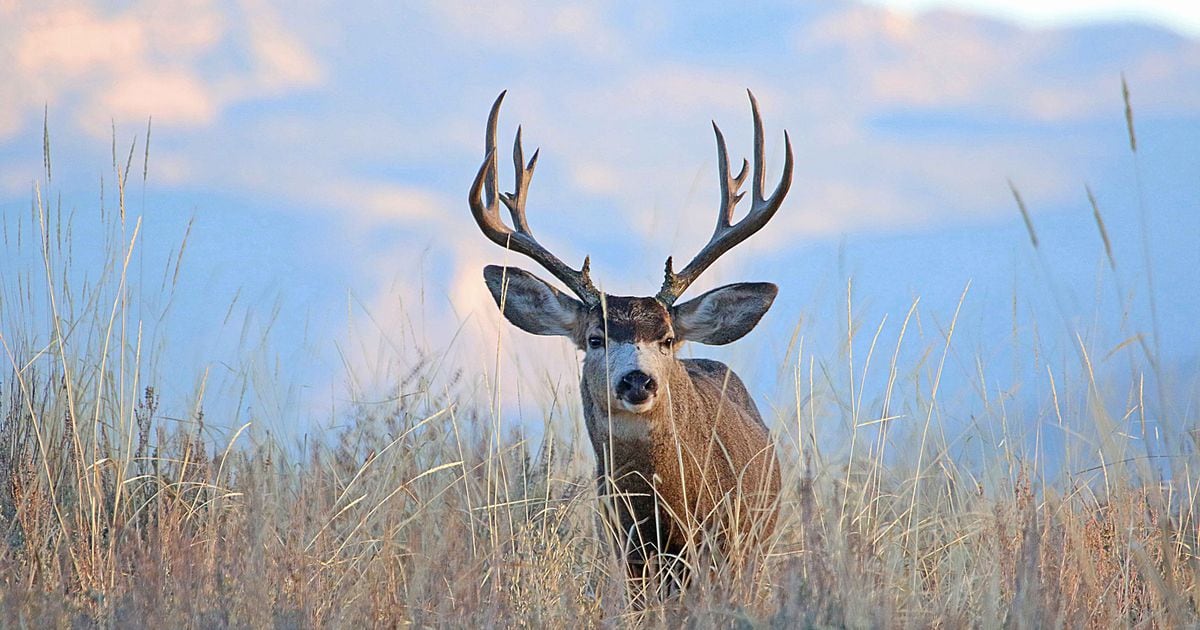 Deadline nears for Utah's big game hunting permits