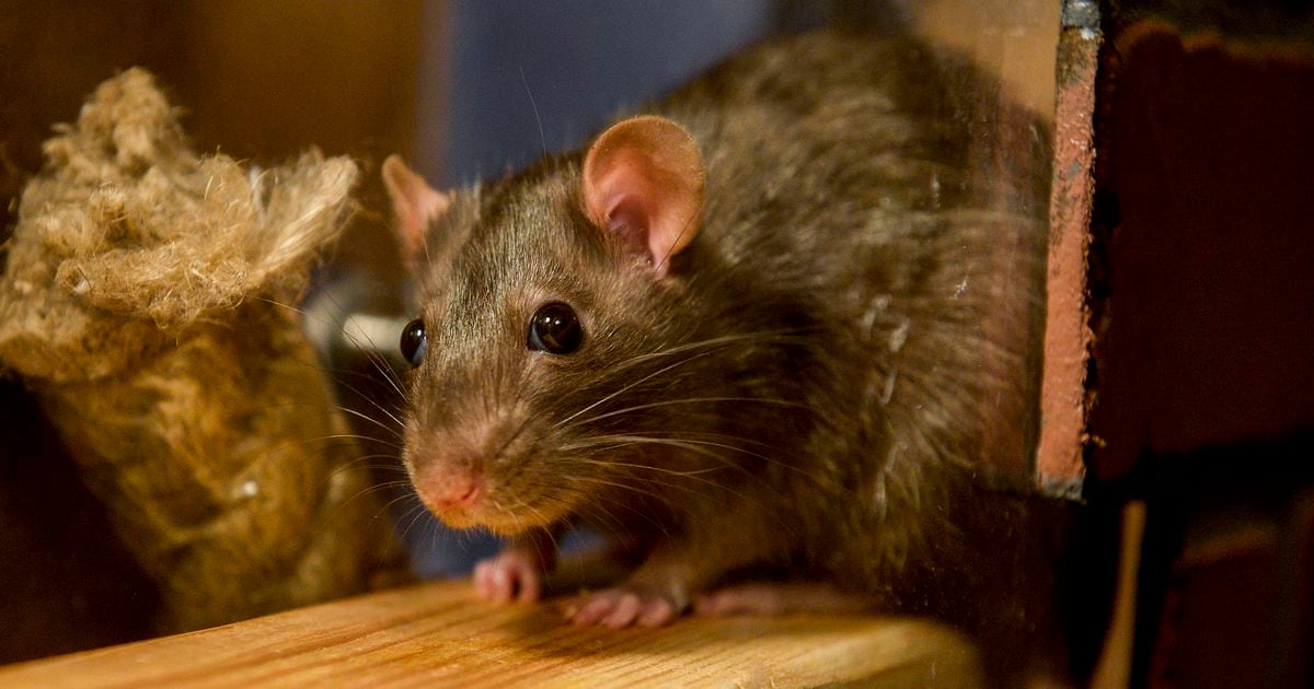 Dartmouth woman live-streams rats living in her dollhouse