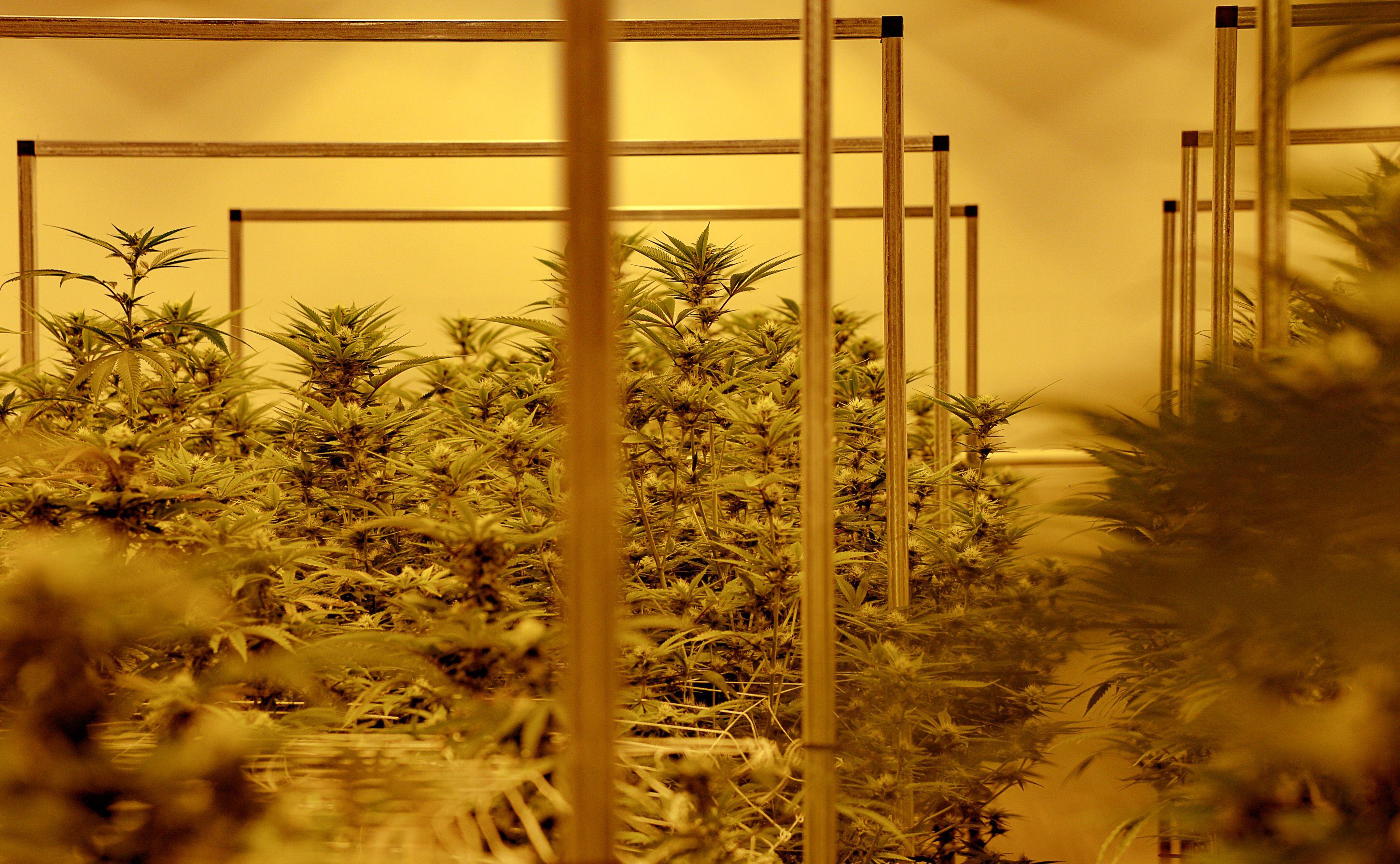 (Francisco Kjolseth | The Salt Lake Tribune) High pressure sodium lights cast a yellow tint over cannabis plants being triggered to make them flower at Tryke, a new cannabis farm in Tooele, on Thursday, Jan. 30, 2020. The company, one of eight cultivators approved by the state, is expected to have product available for patients by March as part of Utah's medical cannabis program.