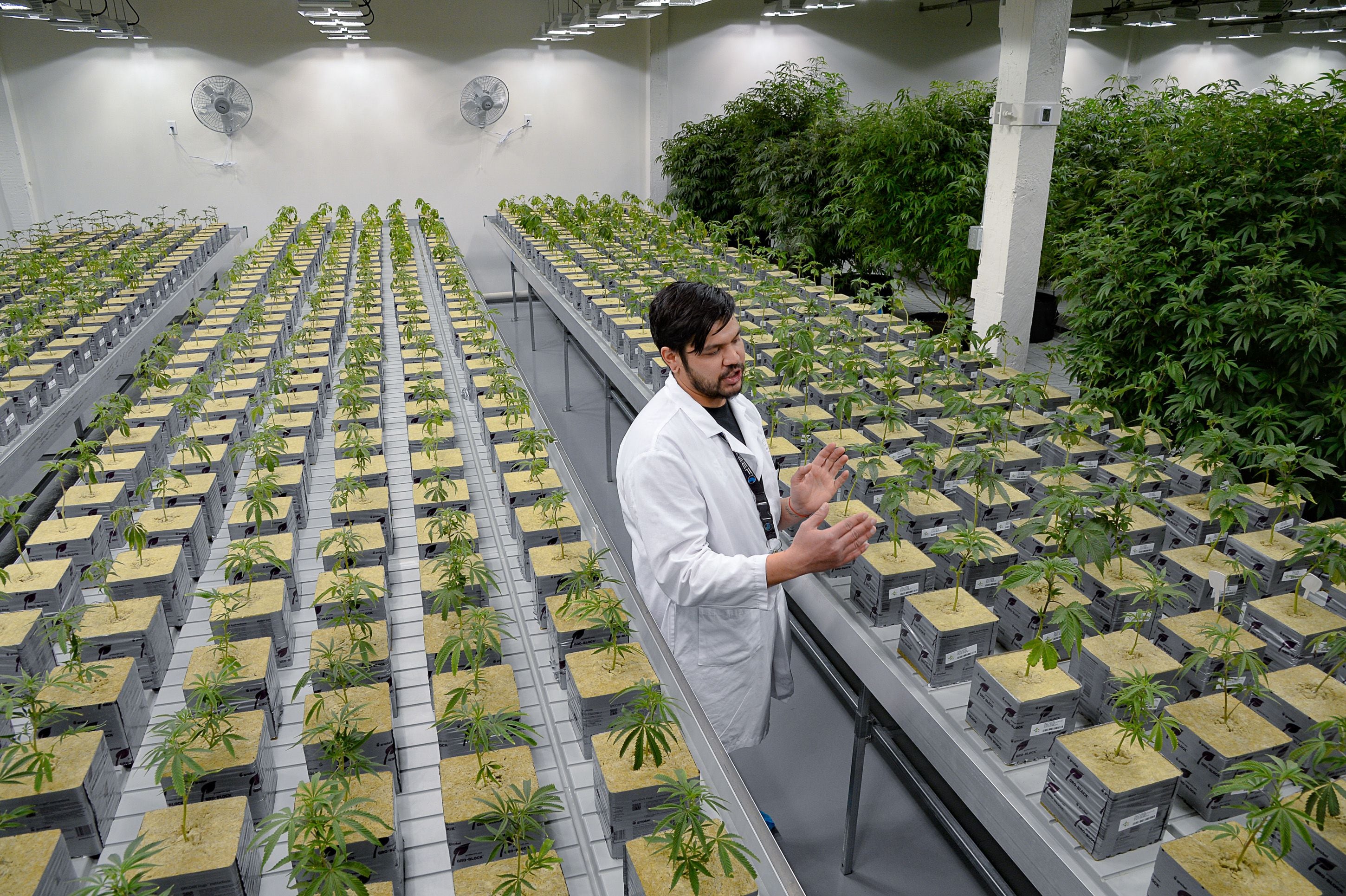 (Francisco Kjolseth | The Salt Lake Tribune) Assistant General Manager Patrick Quino, gives a tour of the propagation room containing the genetic makeup of every variety of plant cultivated at Tryke, a new cannabis farm in Tooele, on Thursday, Jan. 30, 2020. The company, one of eight cultivators approved by the state, is expected to have product available for patients by March as part of Utah's medical cannabis program.