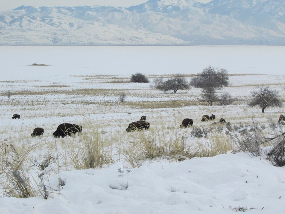 (Tom Wharton | Tribune file photo) Bison are easily seen at Antelope Island State Park during the winter months.
