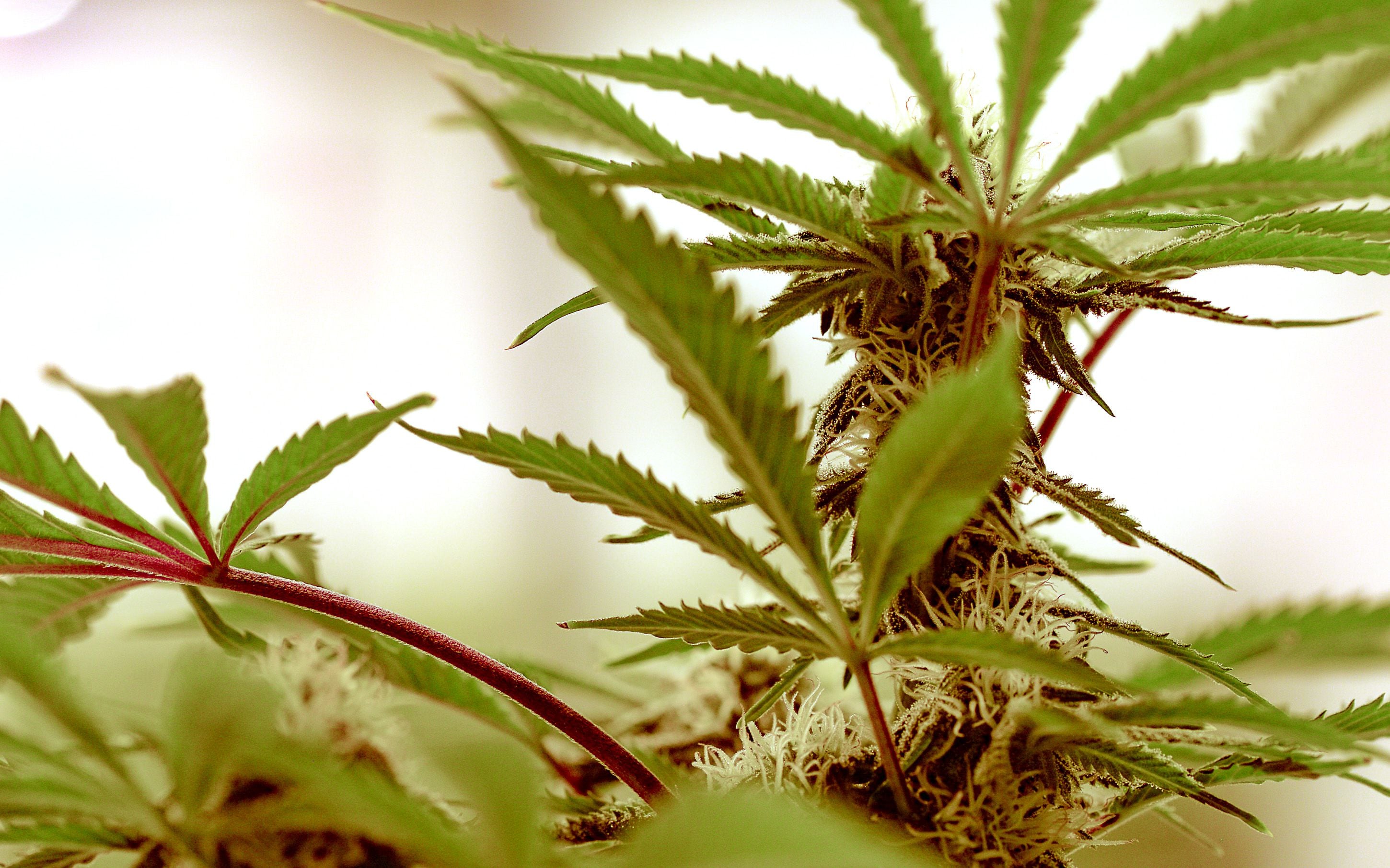 (Francisco Kjolseth | The Salt Lake Tribune) Cannabis plants are grown at Tryke, a new cannabis farm in Tooele, on Thursday, Jan. 30, 2020. The company, one of eight cultivators approved by the state, is expected to have product available for patients by March as part of Utah's medical cannabis program.