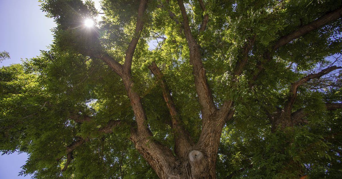 Giant Ogden walnut tree is largest in Utah