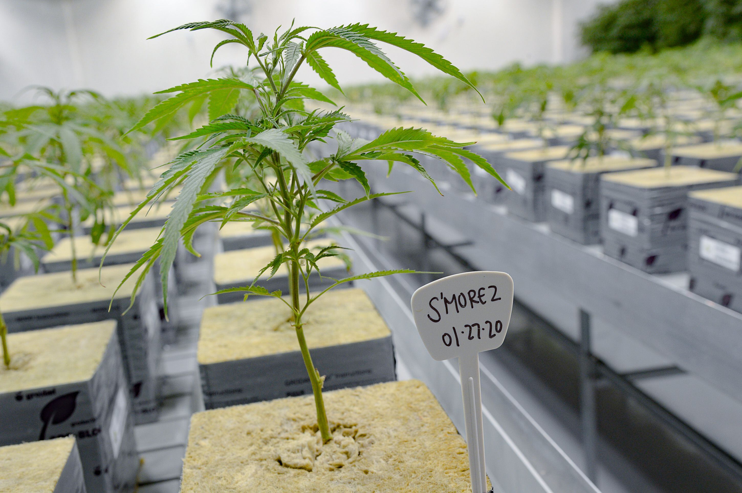 (Francisco Kjolseth | The Salt Lake Tribune) The propagation room at Tryke, a new cannabis farm in Tooele, contains the genetic makeup of all the plant varieties being grown at the company on Thursday, Jan. 30, 2020, as it gets ready to have products available for patients by March as part of Utah's medical cannabis program.