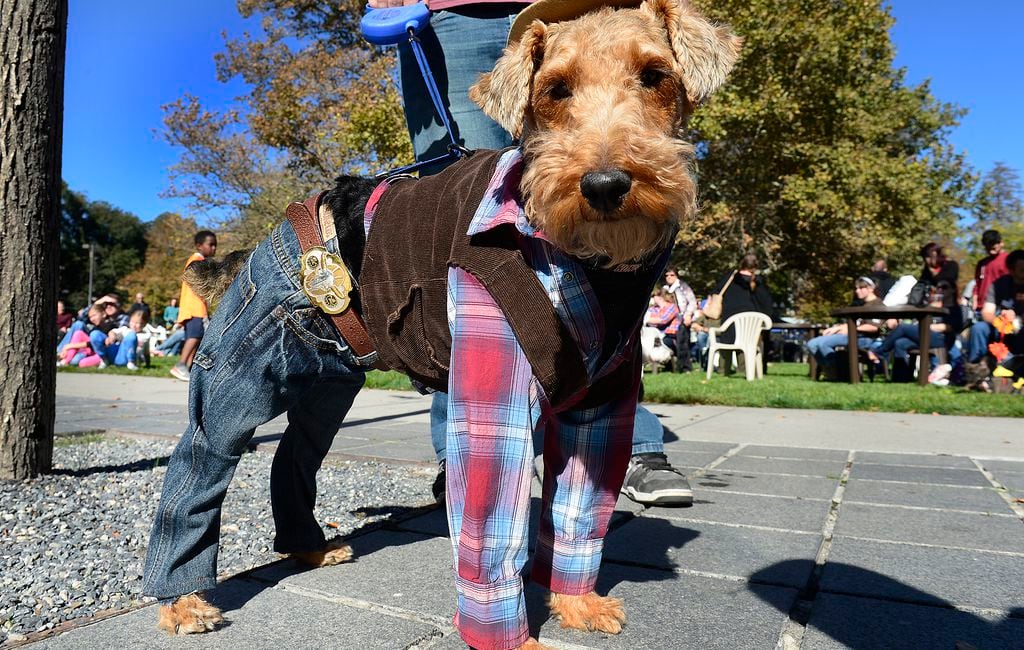 are dogs allowed at madison farmers market