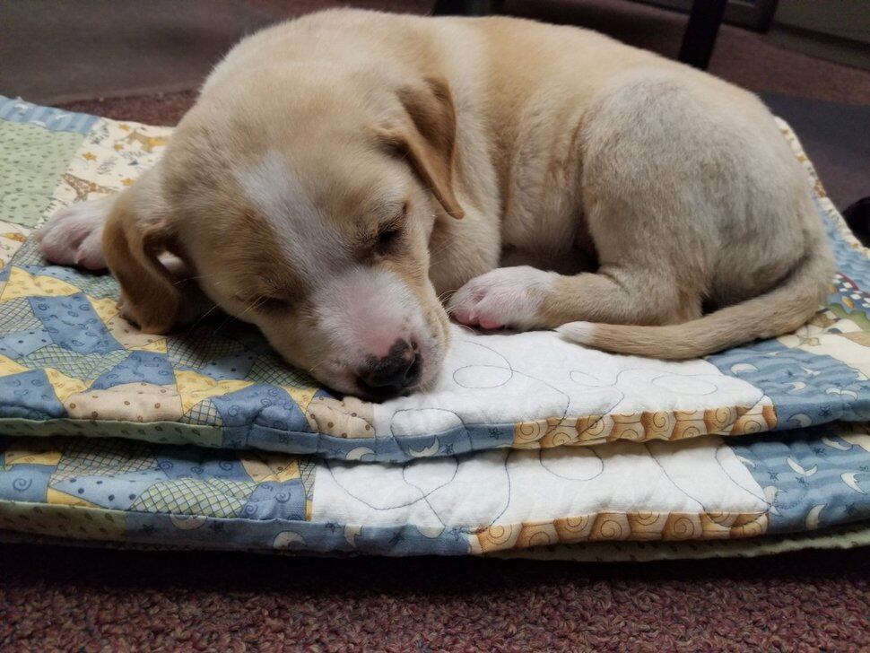 (Photo courtesy Provo Police Department) This puppy was rescued from a truck's trash compactor on Tuesday, June 4, according to Provo police.