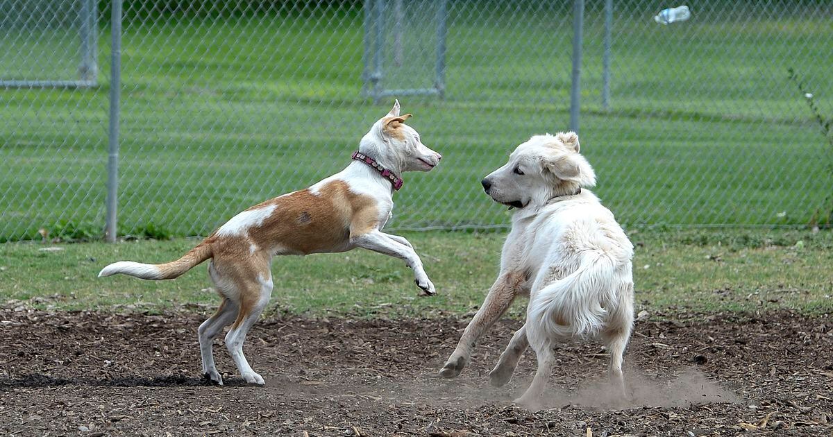 Salt Lake County seeks input on plans for three proposed dog parks amid