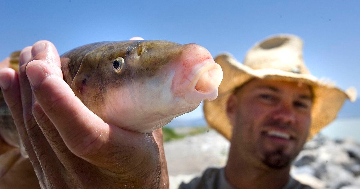 utah-lake-s-endangered-june-suckers-are-bouncing-back