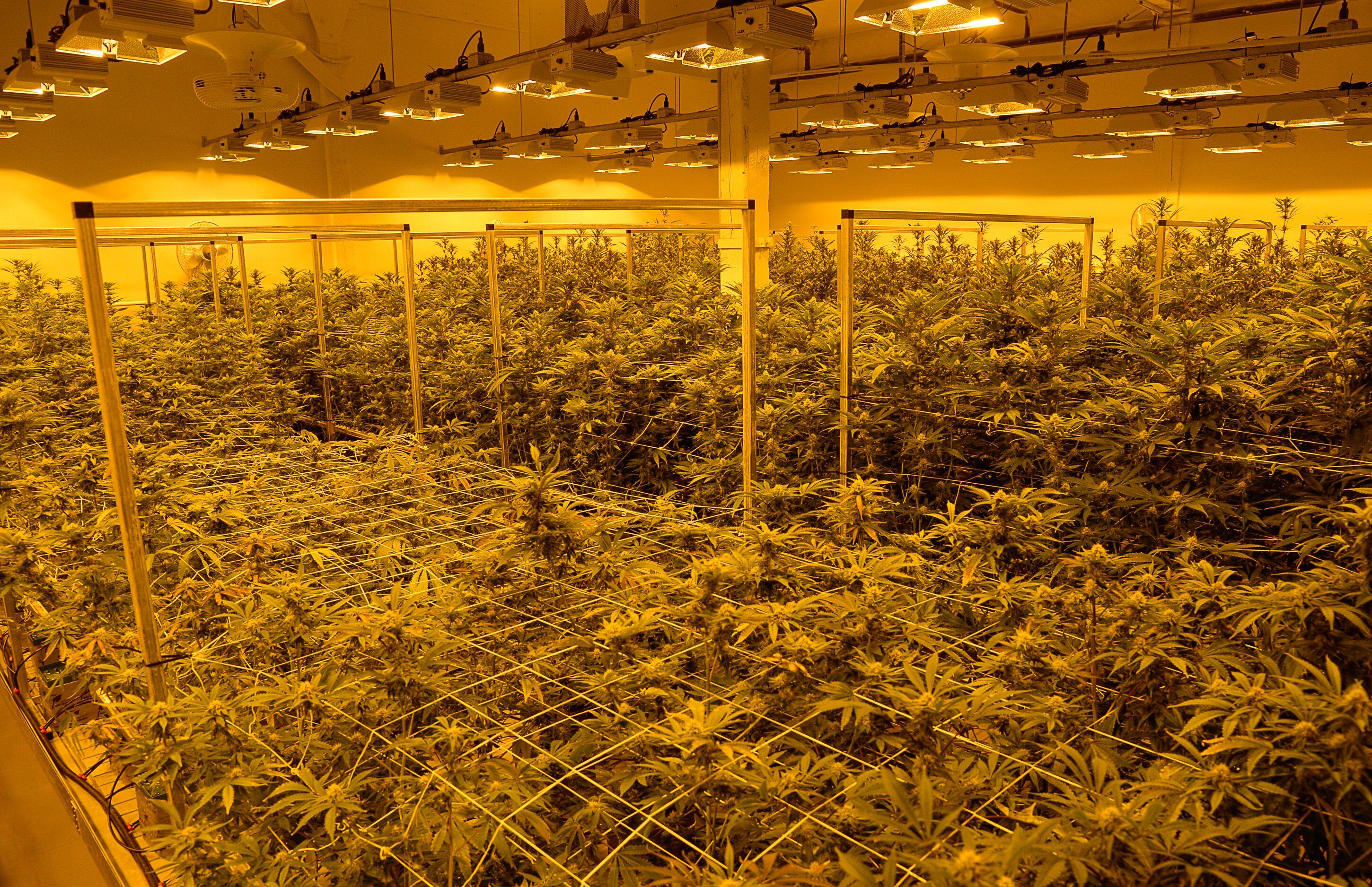 (Francisco Kjolseth | The Salt Lake Tribune) High pressure sodium lights cast a yellow tint over cannabis plants being triggered to make them flower at Tryke, a new cannabis farm in Tooele, on Thursday, Jan. 30, 2020. The company, one of eight cultivators approved by the state, is expected to have product available for patients by March as part of Utah's medical cannabis program.