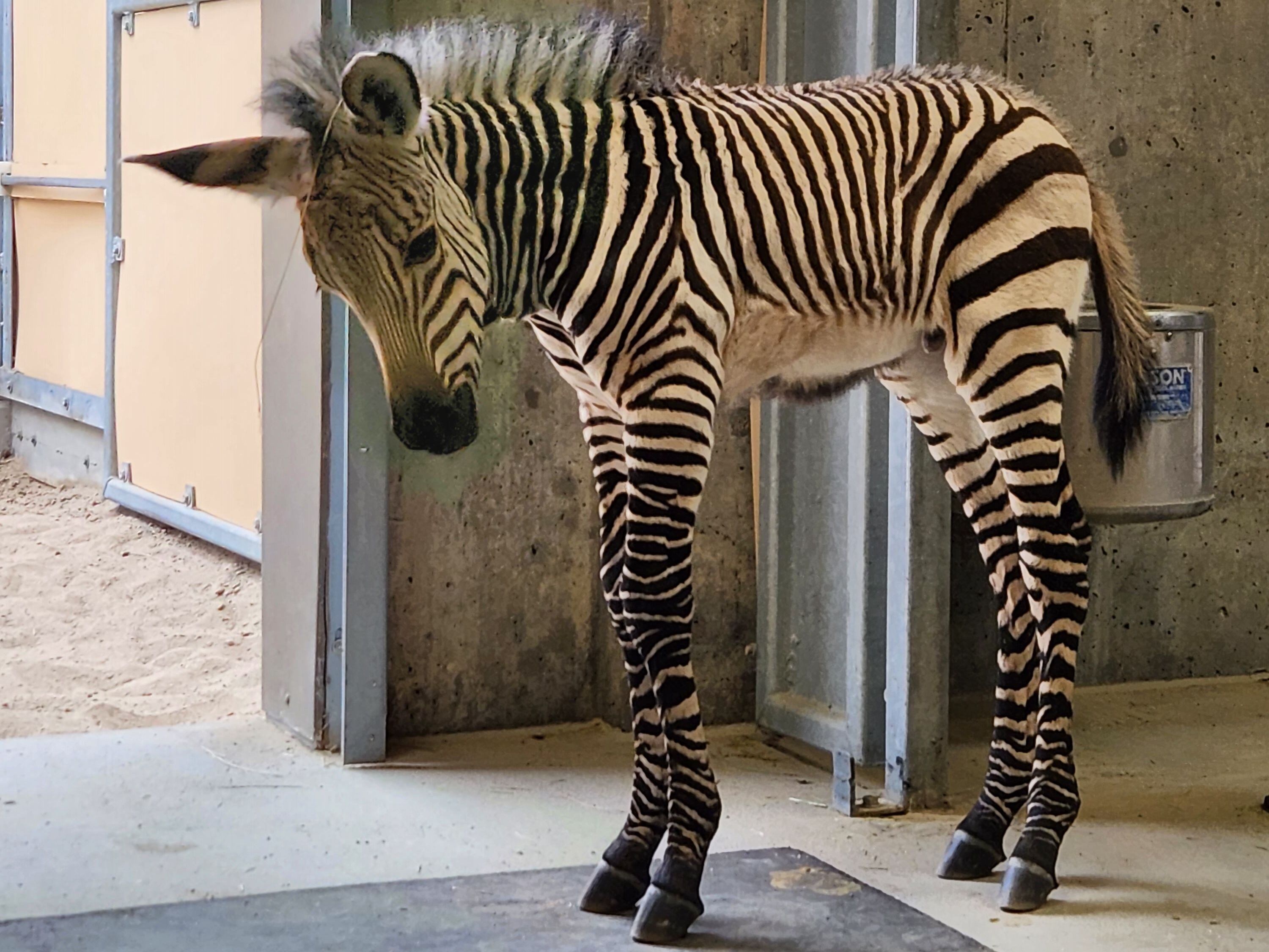 The Living Desert zoo welcomes baby zebra