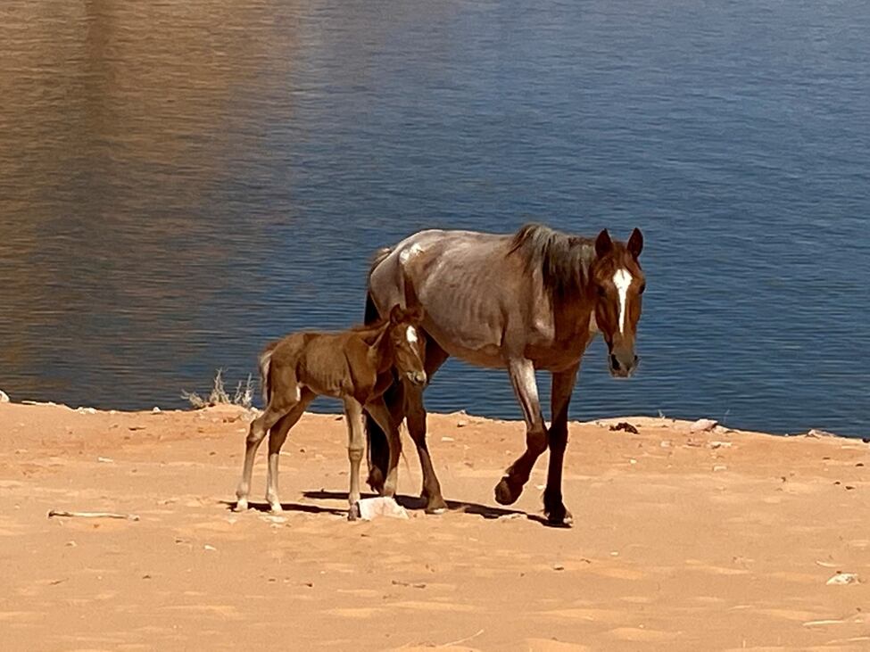 Rescuers save wild horse, foal trapped by Lake Powell's rising waters