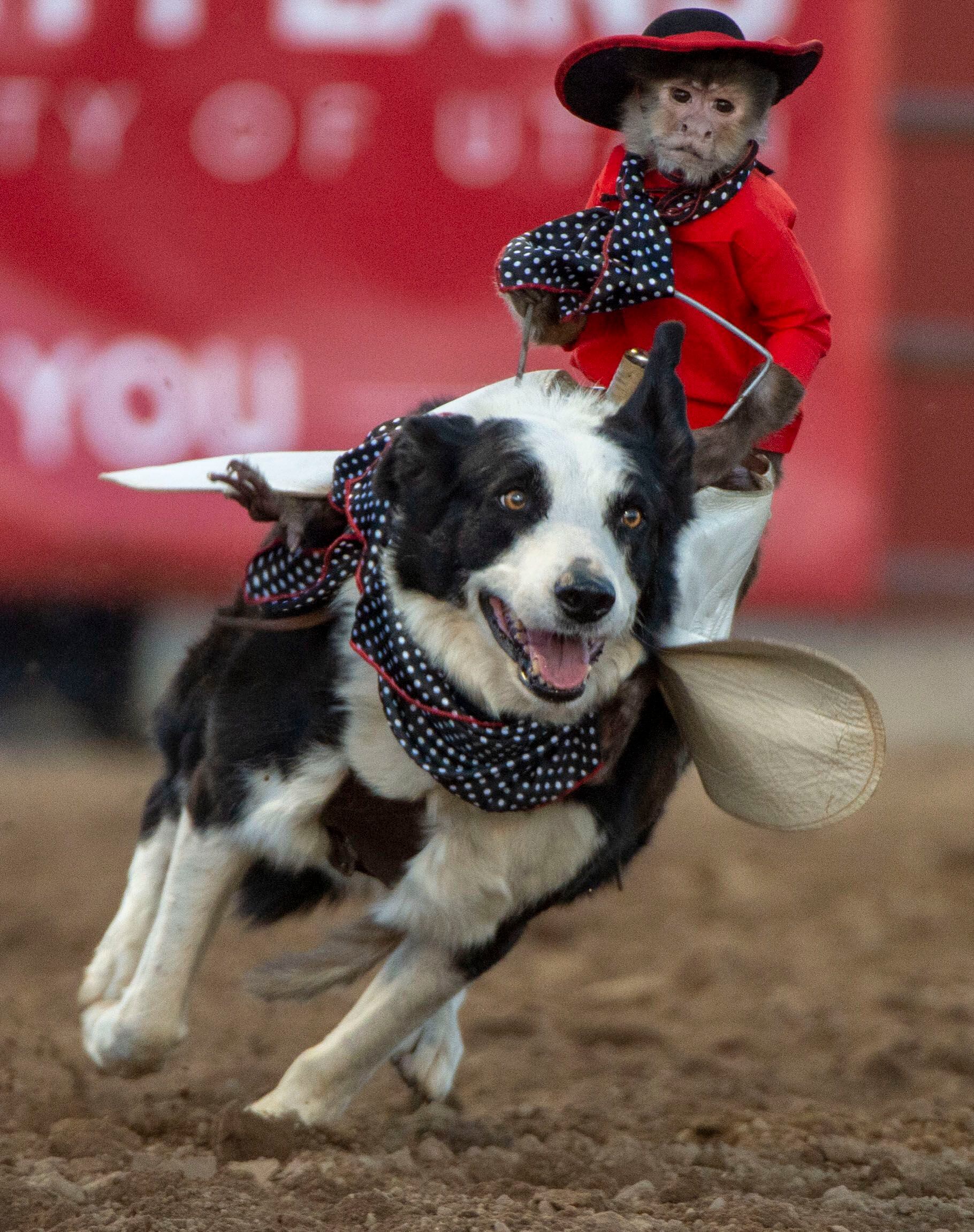 (Rick Egan | The Salt Lake Tribune) Whiplash the cowboy monkey rounds up sheep at the West Jordan Western Stampede Rodeo, Saturday, July 6, 2019.