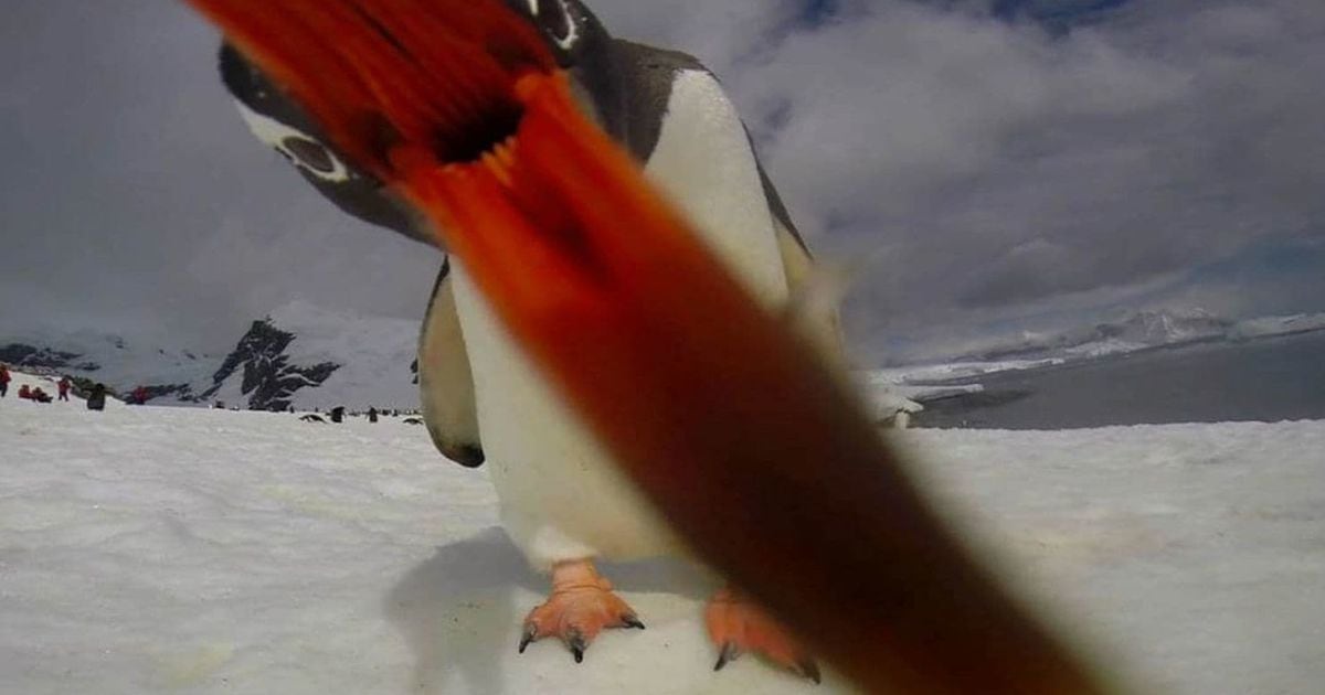 These Penguins Found A Camera In Antarctica And Captured A Surprisingly ...