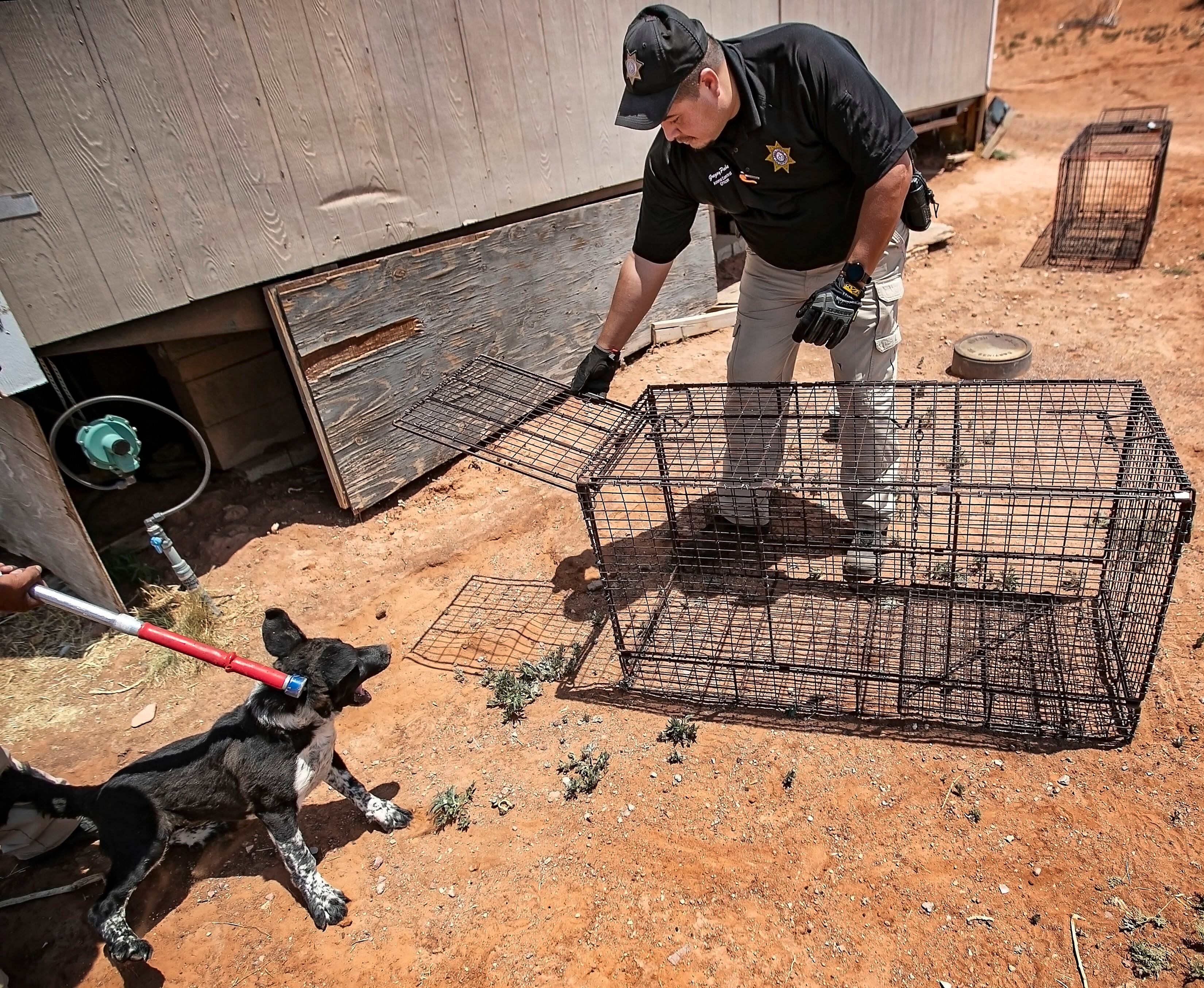 Teen S Death Highlights Free Roaming Dogs On Navajo Nation Land