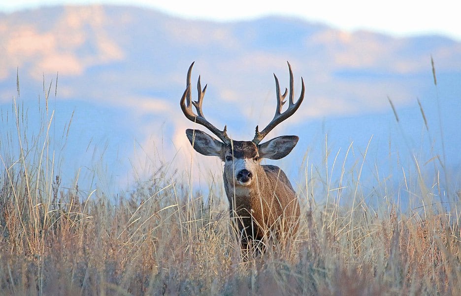 Deadline nears for Utah's big game hunting permits The Salt Lake Tribune