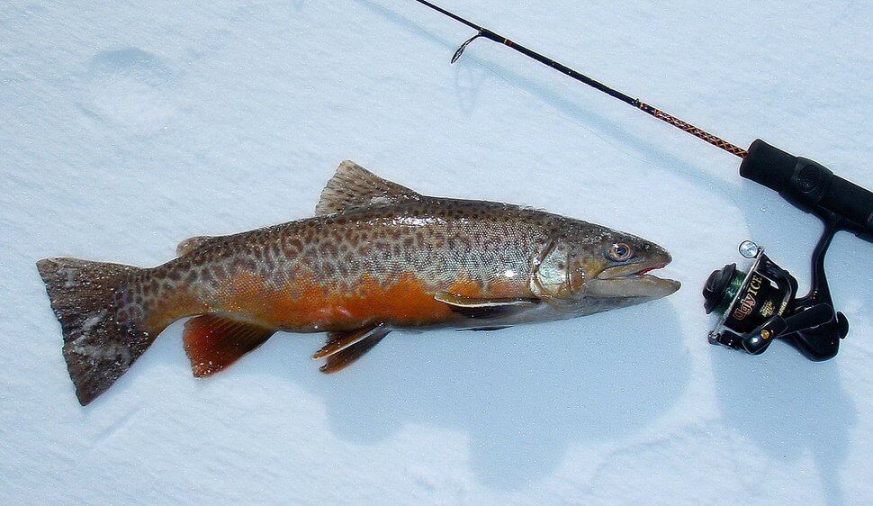 (Courtesy of the Utah Division of Wildlife Resources)