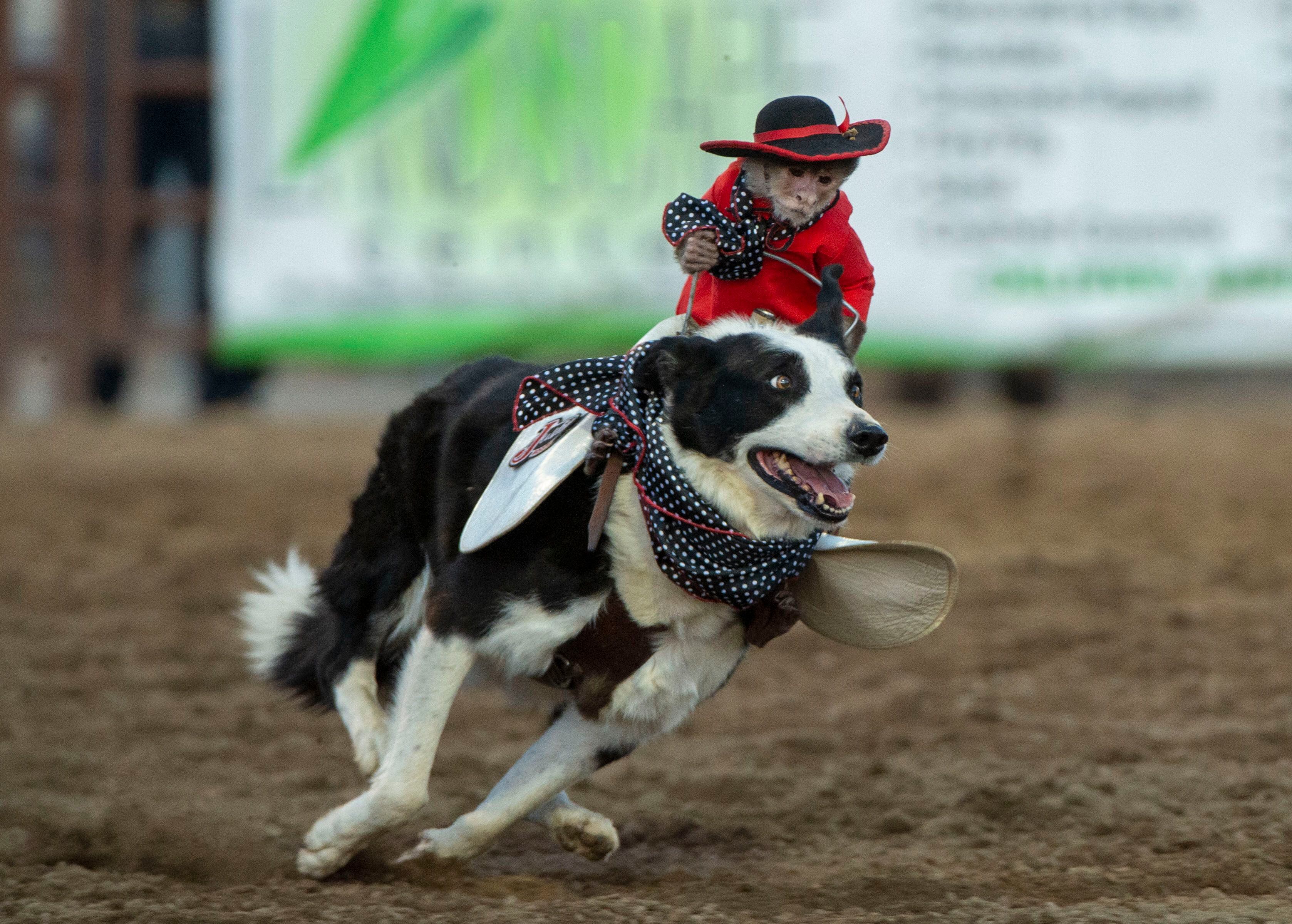 (Rick Egan | The Salt Lake Tribune) Whiplash the cowboy monkey rounds up sheep at the West Jordan Western Stampede Rodeo, Saturday, July 6, 2019.