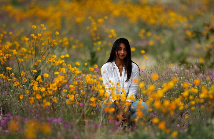 California is exploding with superblooms this year. Here's why. 