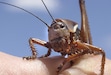 (Paul Fraughton | The Salt Lake Tribune) A Mormon cricket photographed near Nephi. A Utah lawmaker wants to change the common scientific name of the insect.