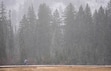 (Francisco Kjolseth  | The Salt Lake Tribune) Snow begins to fall along the Silver Lake Nature Trail in Big Cottonwood Canyon on Saturday, Nov. 2, 2024.