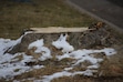 (Clarissa Casper | The Salt Lake Tribune) The stump of a Norway maple recently chopped down by Wilson Elementary School in Logan.