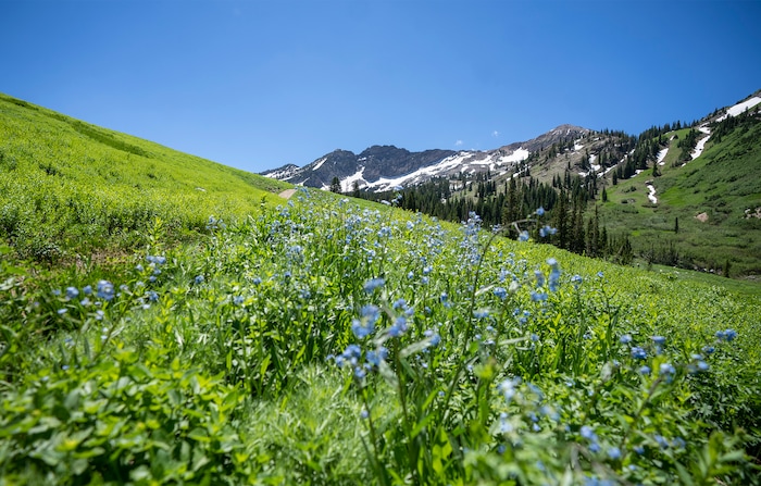 (Rick Egan | The Salt Lake Tribune) Wildflowers along the trail to Cecret Lake, in Little Cottonwood Canyon, on Wednesday, July 12, 2023.
