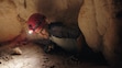 (Trevor Christensen | The Salt Lake Tribune) Brandon Kowallis, one of the cavers who attempted to save John Jones from the Nutty Putty Cave, explains what it was like in the cave in a nearby cave, Saturday, Oct. 26, 2024.