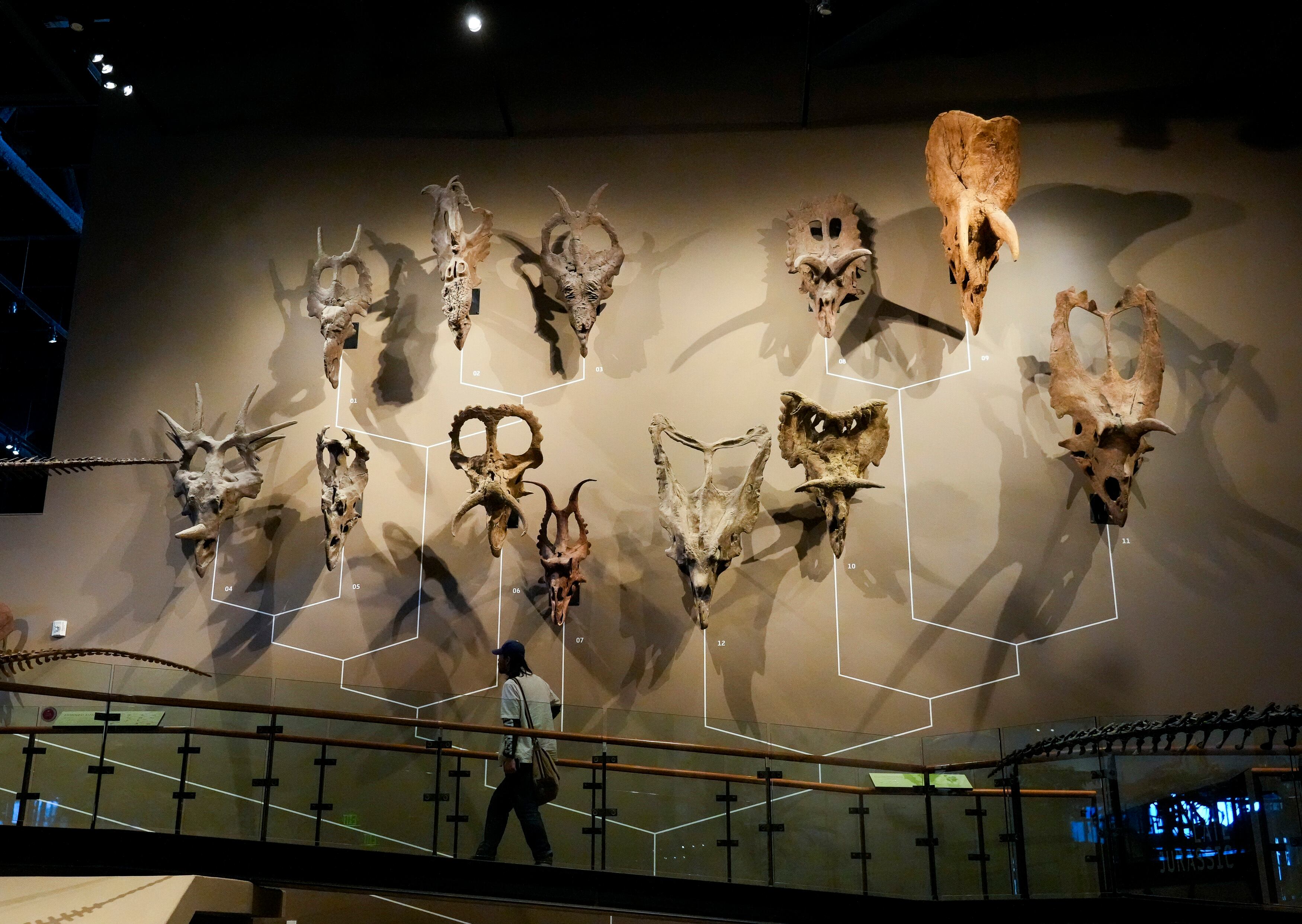 (Bethany Baker | The Salt Lake Tribune) Replicas of various horned dinosaurs hang from the wall, representing the largest collection of horned dinosaurs in the world, at the Natural History Museum of Utah at The University of Utah in Salt Lake City on Tuesday, June 18, 2024.