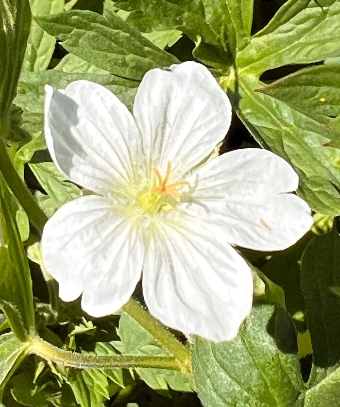 (Rick Egan | The Salt Lake Tribune) Wildflowers on the trail to Cecret Lake, in Little Cottonwood Canyon, on Wednesday, July 12, 2023.
