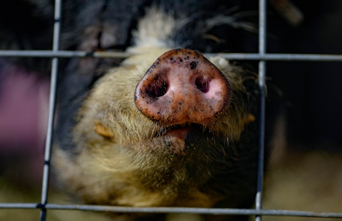 (Francisco Kjolseth  |  The Salt Lake Tribune) A pig sniffs out visitors to Riverbed Ranch, a remote self reliant community two hours outside of Salt Lake City, Saturday, February. 17, 2024.