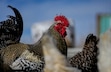 (Francisco Kjolseth  |  The Salt Lake Tribune) Chickens managed by Phillip Gleason on his 2 acre lot are pictured on Saturday, Feb. 17, 2024, as he works on his multi phase plan to be self reliant at Riverbed Ranch, a remote community he founded in the western desert of Utah.