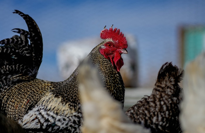 (Francisco Kjolseth  |  The Salt Lake Tribune) Chickens managed by Phillip Gleason on his 2 acre lot are pictured on Saturday, Feb. 17, 2024, as he works on his multi phase plan to be self reliant at Riverbed Ranch, a remote community he founded in the western desert of Utah.