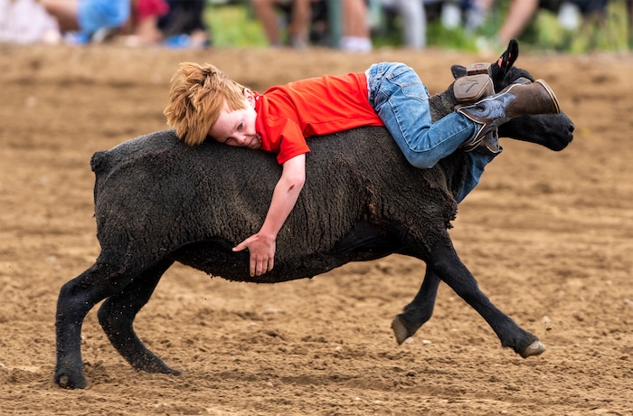 (Rick Egan | The Salt Lake Tribune) A young boy hangs on to a sheep, during the mutton Bustin' event at the Liberty Days Celebration in Liberty, Utah, on Tuesday, July 4, 2023.