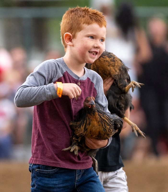 (Rick Egan | The Salt Lake Tribune) Kale Keys 11, smiles after catching a chicken, in the Chicken Catch competition, during the Liberty Days Celebration in Liberty, Utah, on Tuesday, July 4, 2023.  Kids that catch the chickens get to keep them. 