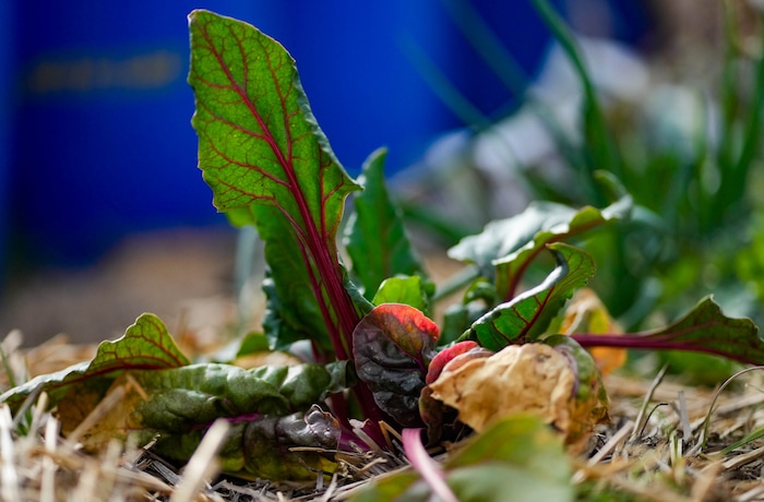 (Francisco Kjolseth  |  The Salt Lake Tribune) Last year’s harvest continues to show signs of life in a greenhouse at Riverbed Ranch, a remote community in the western Utah desert embracing self-reliance and small-scale sustainability, pictured Saturday, February. 17, 2024.