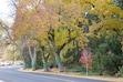 (Clarissa Casper | The Salt Lake Tribune) The ash trees that line Logan's Canyon Road are threatened by a city project.