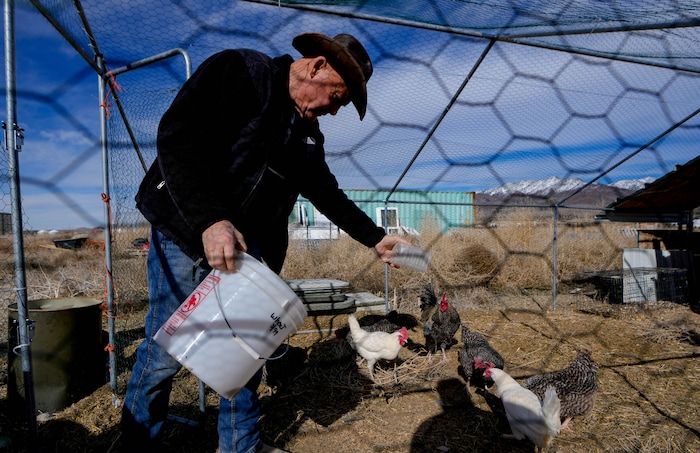 (Francisco Kjolseth  |  The Salt Lake Tribune) Phillip Gleason feeds his chickens on his 2 acre lot at Riverbed Ranch, a remote self-reliant community he founded two hours outside of Salt Lake City, Saturday, February. 17, 2024.