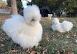 (Athena Balderas) Silkie chickens from Wanderlust Farm in Logan are finalists in Purina's Animals of Autumn Contest.