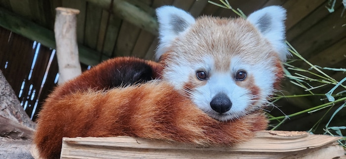 (Utah's Hogle Zoo) Priya, a 5-year-old female red panda who had lived at Utah's Hogle Zoo since 2022, died on Nov. 28, 2023, the zoo reported.