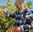 (Lori Spears) Ben Kuethe picks apples in his cider tree orchard in Paradise, Utah. The apples are used to create blends he will sell at Hobbled Dog Cidery, opening this summer in Logan.