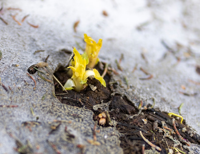 (Rick Egan | The Salt Lake Tribune) Wildflowers break through the snowy ground near Cecret Lake, in Little Cottonwood Canyon, on Wednesday, July 12, 2023.
